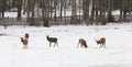 Group of deers on the meadow at a winter time