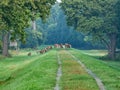 group of deers in a misty morning nature