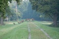 group of deers in a misty morning nature