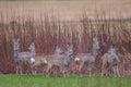 Group of deers on a mound in the spring background