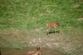 Group of deers by the pond in Wildpark Schwarze Berge Royalty Free Stock Photo