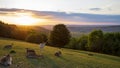 Group of deers resting in the field at sunset