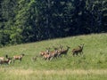 deers running to you in the grass Royalty Free Stock Photo
