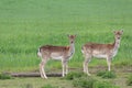 Group of deers - sika wild / does