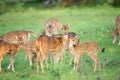 A group of deers together at Yala National Park, Sri Lanka