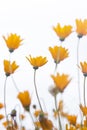 Group of delicate orange daisies againts sky