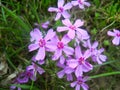 group of delicate small flowers with purple petals growing i Royalty Free Stock Photo