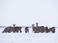 Group of delicate wild deer in winter landscape, on the field outside the forest. Selective focus