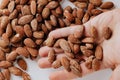 A group of delicious brown almond kernels. Royalty Free Stock Photo