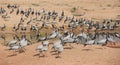 A group of Demoiselle Cranes flock together Royalty Free Stock Photo