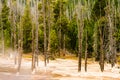 Group of Denuded Trees Yellowstone N P Royalty Free Stock Photo