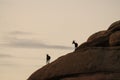 Desert Bighorn Sheep standing on a rock at Dawn Royalty Free Stock Photo