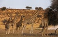 Group of desert Giraffes 4609