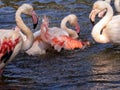 group of Dew Flamingos, Phoenicopterus roseus, bathing in shallow water in the morning Royalty Free Stock Photo