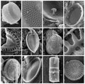 Group of diatoms Royalty Free Stock Photo