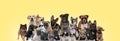 Group of different animals having fun on yellow background