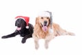 Group of different breed dog in front of white background