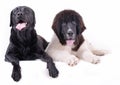 Group of different breed dog in front of white background Royalty Free Stock Photo