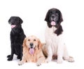 Group of different breed dog in front of white background