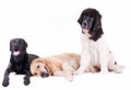 Group of different breed dog in front of white background Royalty Free Stock Photo