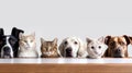 Group of different breeds of dogs and cats in a row on a white background. Banner.