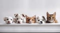 Group of different breeds of dogs and cats in a row on a white background. Banner.