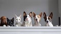 Group of different breeds of dogs and cats in a row on a white background. Banner.