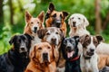 Group of different breeds posing Royalty Free Stock Photo