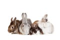 Group of different breeds rabbits