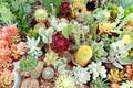 group of different cactus Royalty Free Stock Photo