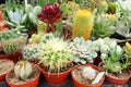 group of different cactus Royalty Free Stock Photo