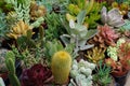 group of different cactus Royalty Free Stock Photo