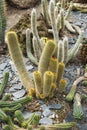 group of different cactus Royalty Free Stock Photo