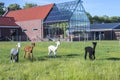 Alpaca group in a field behind a house with greenhouse