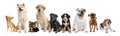 Group of different cute dogs on white background. Banner design Royalty Free Stock Photo