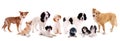Group of different dogs Royalty Free Stock Photo