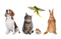 Group of different domestic animals on white background, collage. Banner design