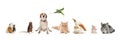 Group of different domestic animals on white background, collage. Banner design