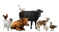 Group of different farm animals on white background Royalty Free Stock Photo