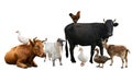 Group of different farm animals on white background Royalty Free Stock Photo