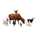 Group of different farm animals on white background Royalty Free Stock Photo