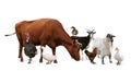 Group of different farm animals on white background Royalty Free Stock Photo