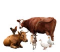 Group of different farm animals on white background Royalty Free Stock Photo