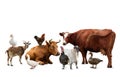 Group of different farm animals on white background Royalty Free Stock Photo