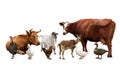 Group of different farm animals on white background Royalty Free Stock Photo