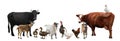 Group of different farm animals on white background. Banner design Royalty Free Stock Photo