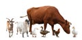 Group of different farm animals on white background. Banner design Royalty Free Stock Photo