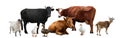 Group of different farm animals on white background. Banner design Royalty Free Stock Photo