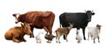 Group of different farm animals on white background. Banner design