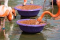 Group of different flamingo feeding in the zoo Royalty Free Stock Photo